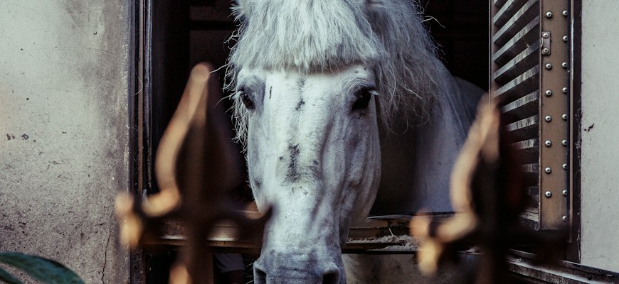Stable Diffusion: Создание фотореалистичных изображений с помощью ИИ