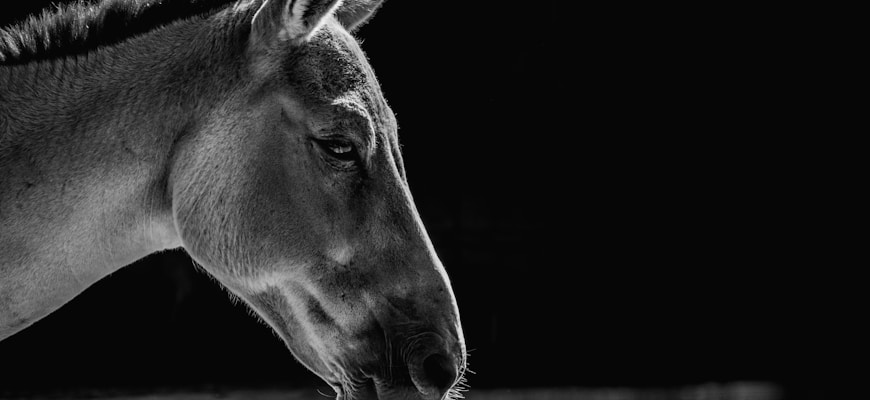 Генерация визуального контента для блогов и веб-сайтов с Stable Diffusion Генерация визуального контента для блогов и веб-сайтов с Stable Diffusion